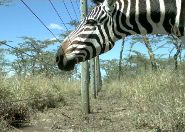 Click to view larger image zebra by fence