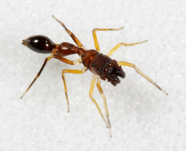 An ant-mimic spider, Synemosyna formica. (Photo by: Patrick Coin)