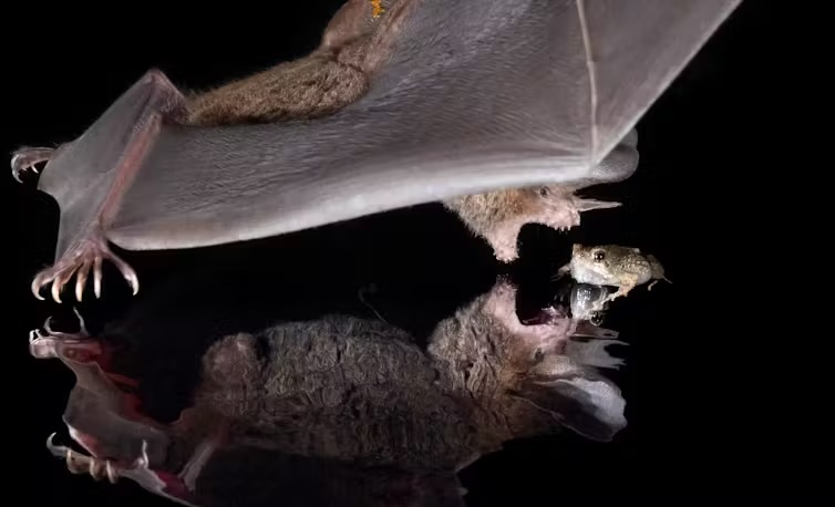 Click to view larger image A bat with its wings spread and teeth showing in open mouth lunges toward a small frog.