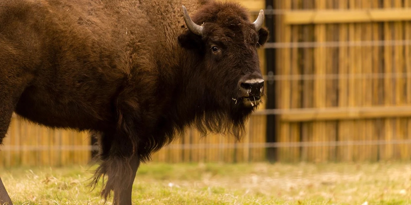 Click to view larger image An American bison standing and looking at the camera.