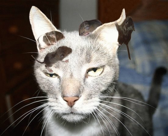 Cats and rats (Photo: Angelo Su via Flikr)
