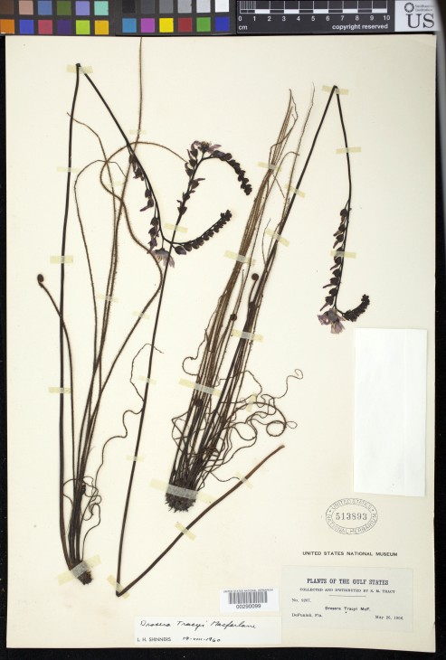 Tracy’s sundew ("Drosera tracyi") in the collection of the U.S. National Herbarium at the National Museum of Natural History, Smithsonian Institution)