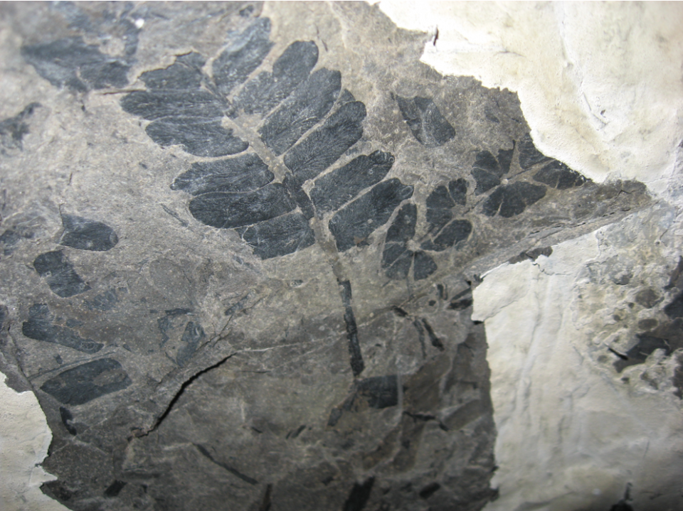 Click to view larger image fossil of seed fern