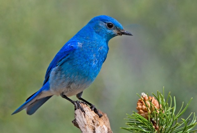 Click to view larger image blue bird on a conifer.