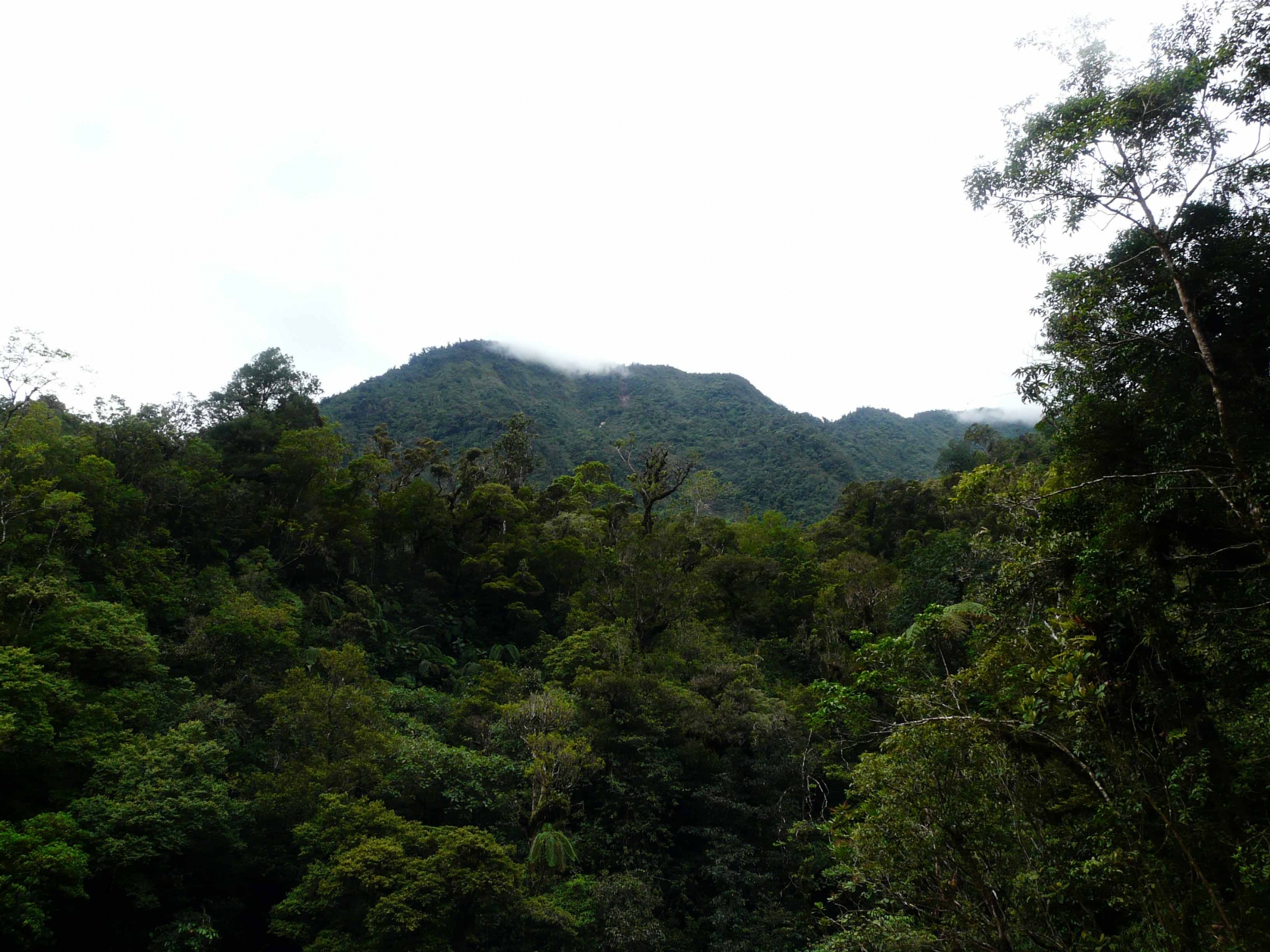 dense forest