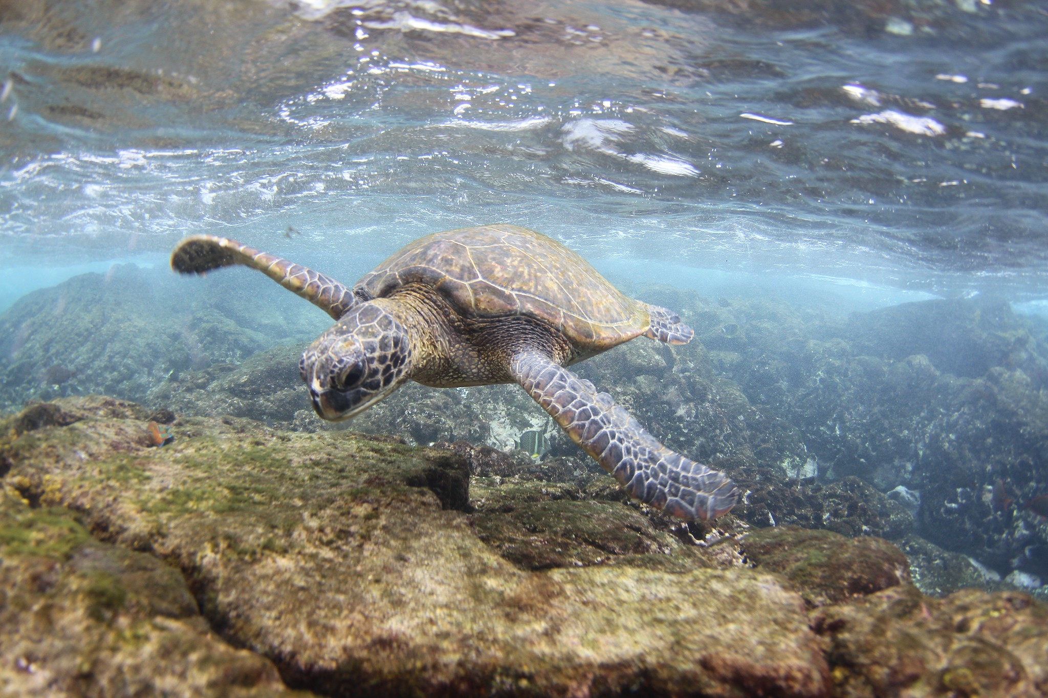 Click to view larger image A sea turtle swimming in clear water.