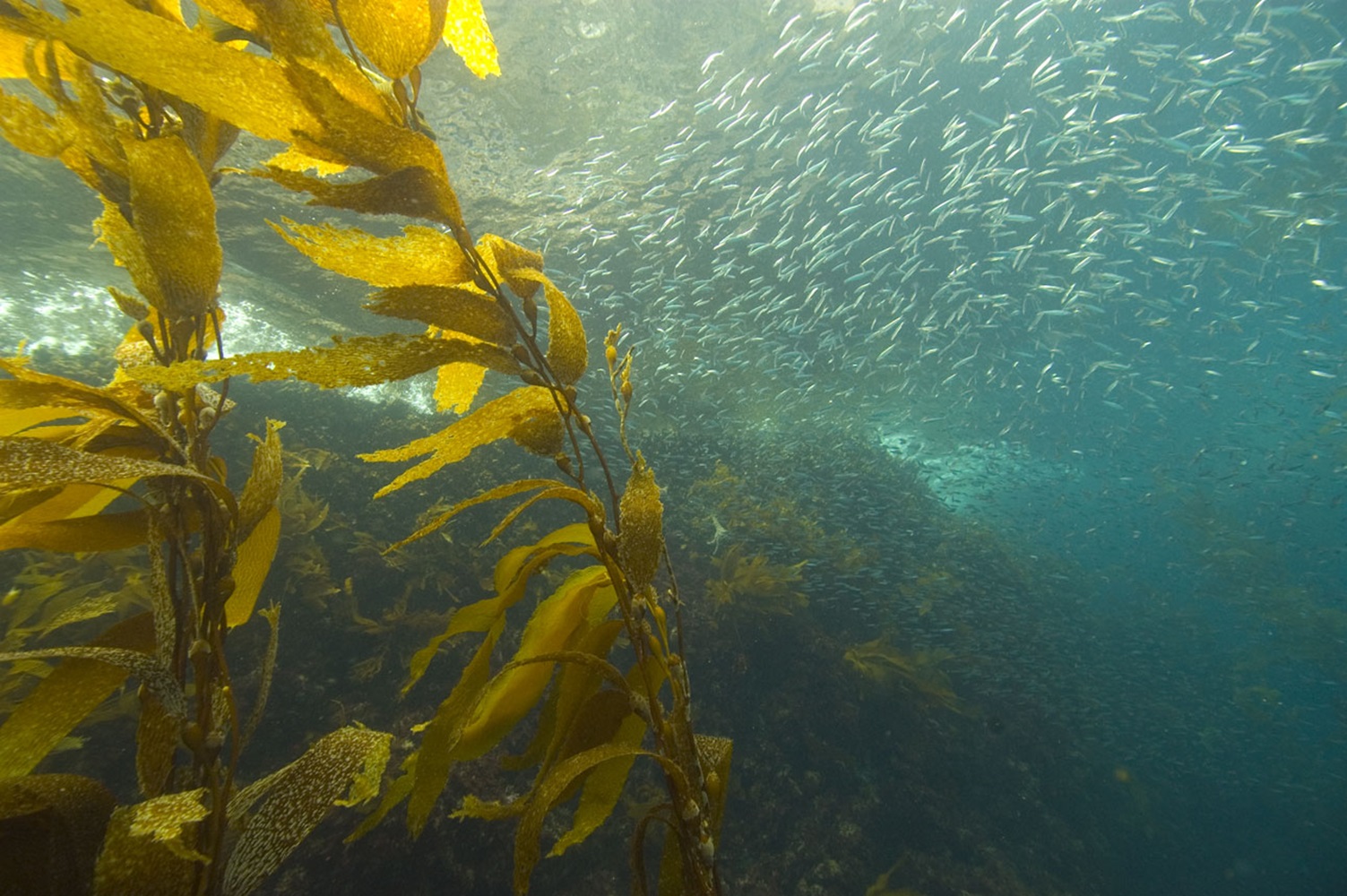 Giant kelp floating in the ocean.