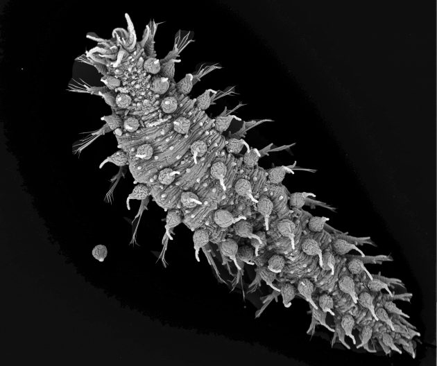Click to view larger image Spikey sea worm.
