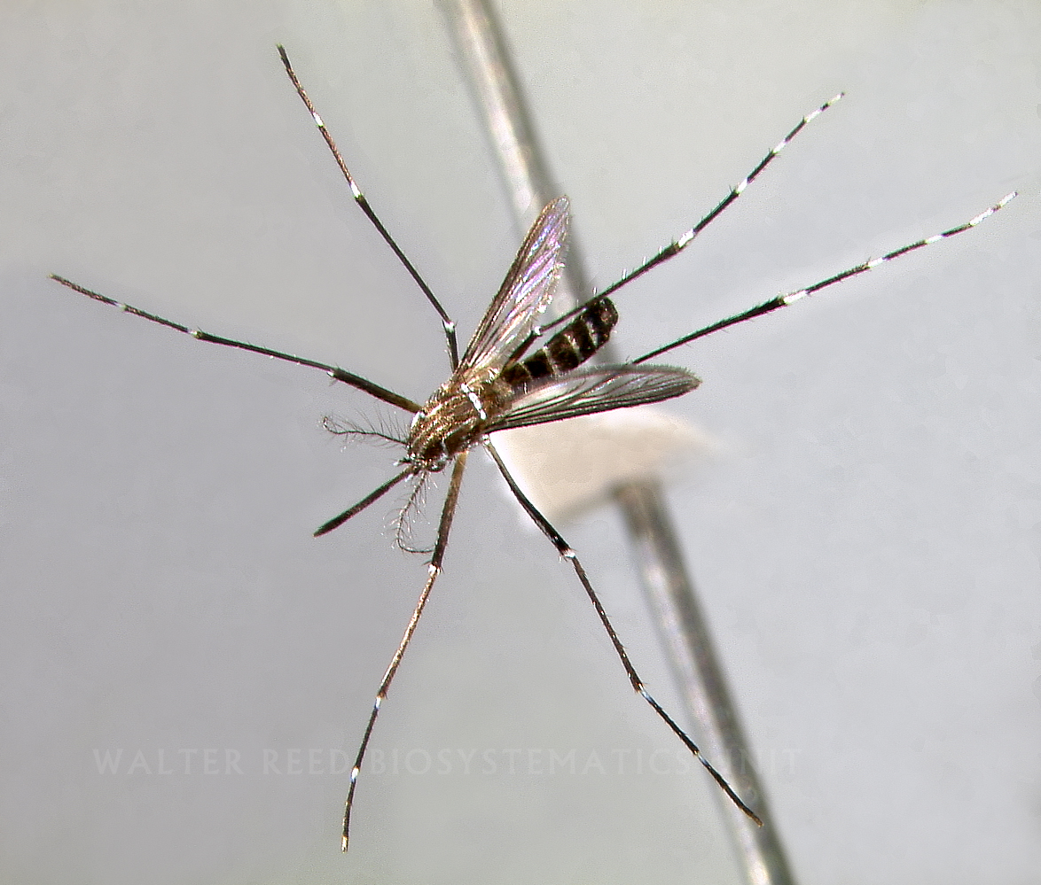 Click to view larger image mosquito
