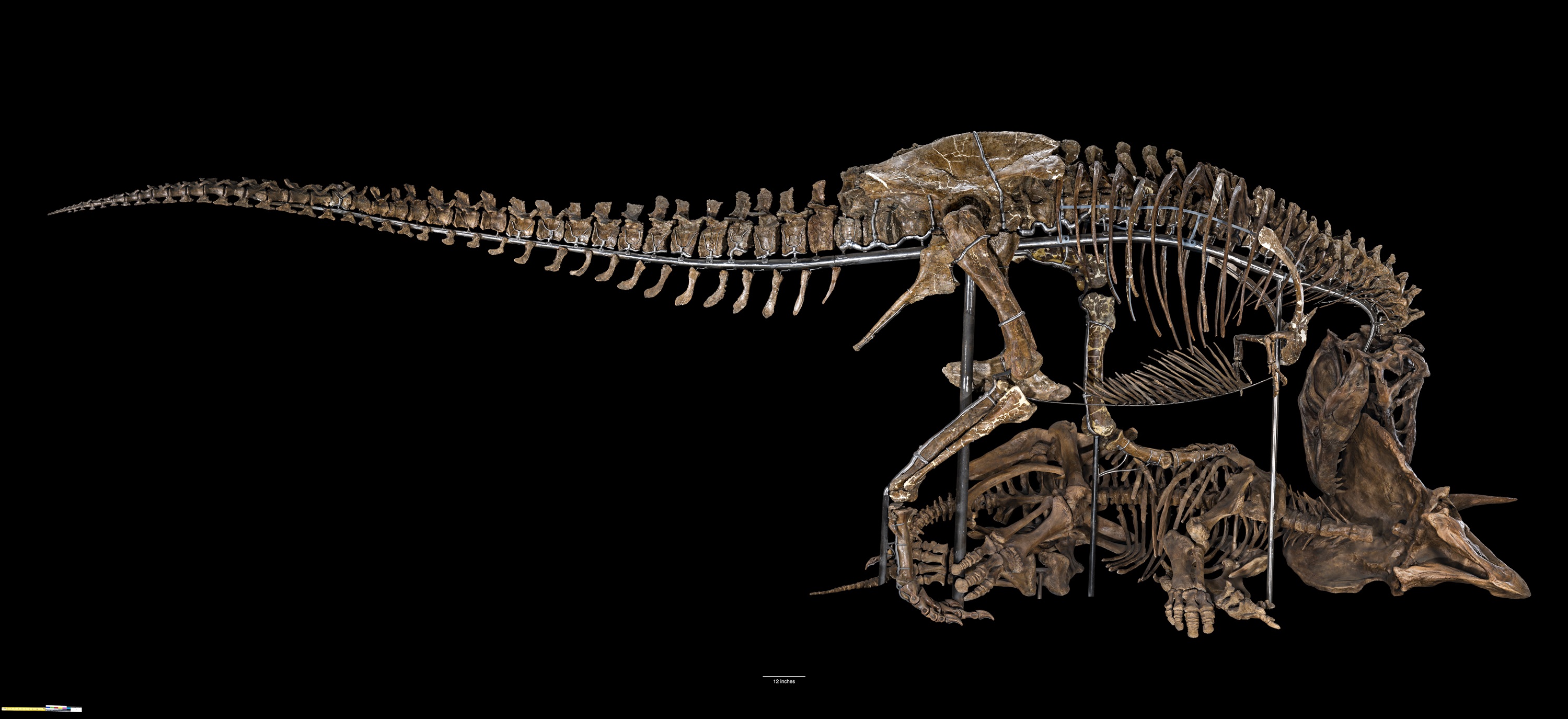 t-rex fossil