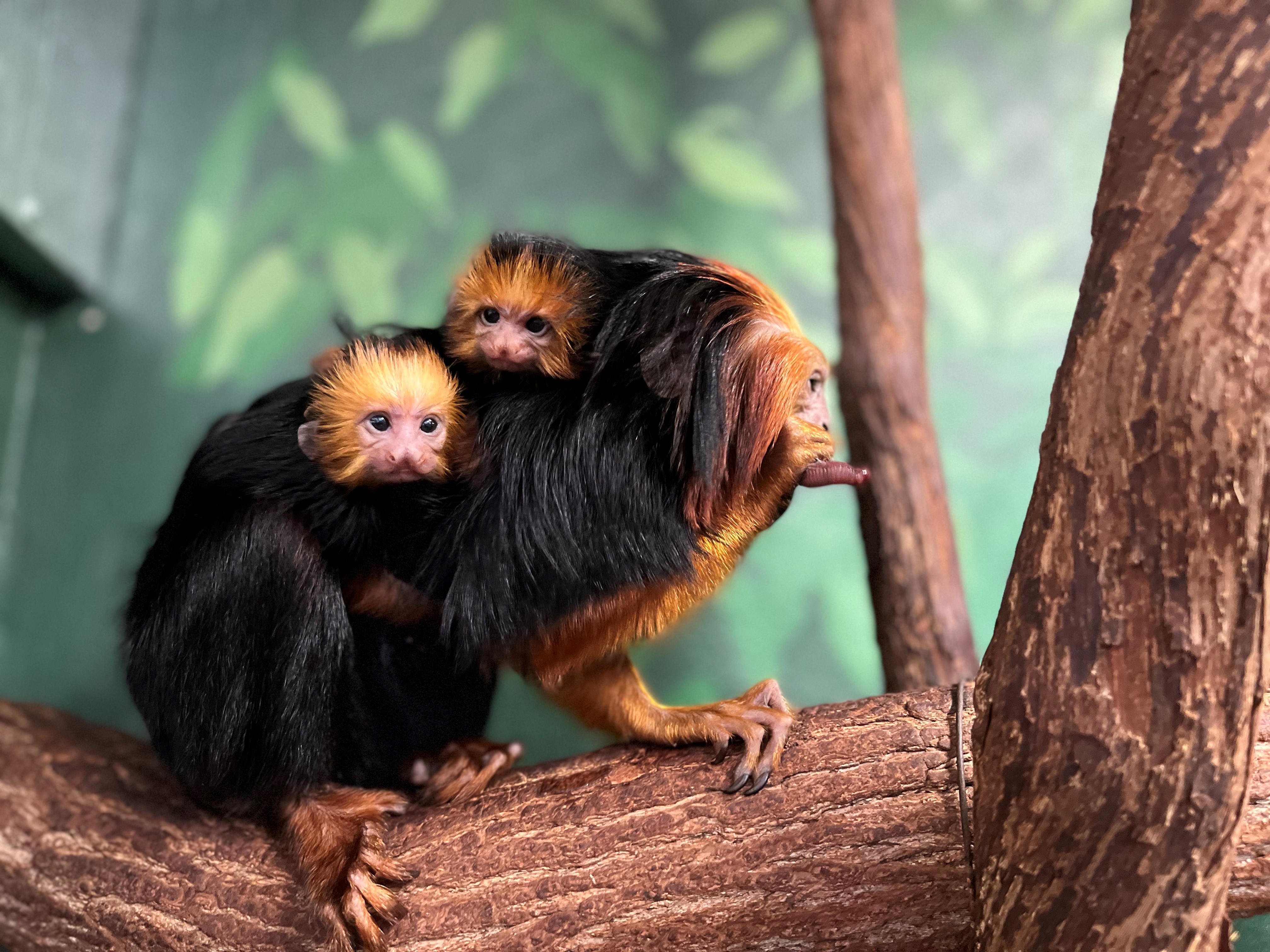 Monkey with two babies on its back