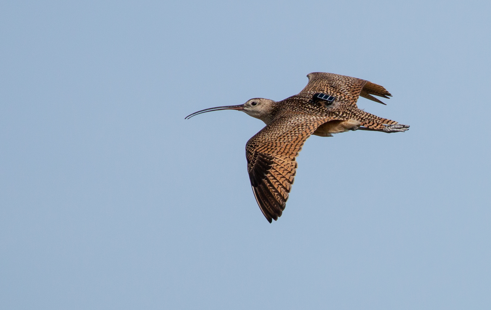 A brown and black bird with a long, thin beak flies in a clear blue sky.
