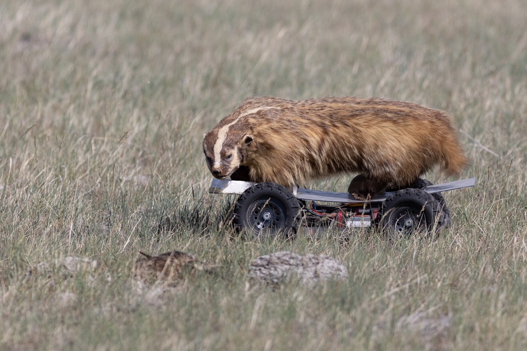 Badger-inator