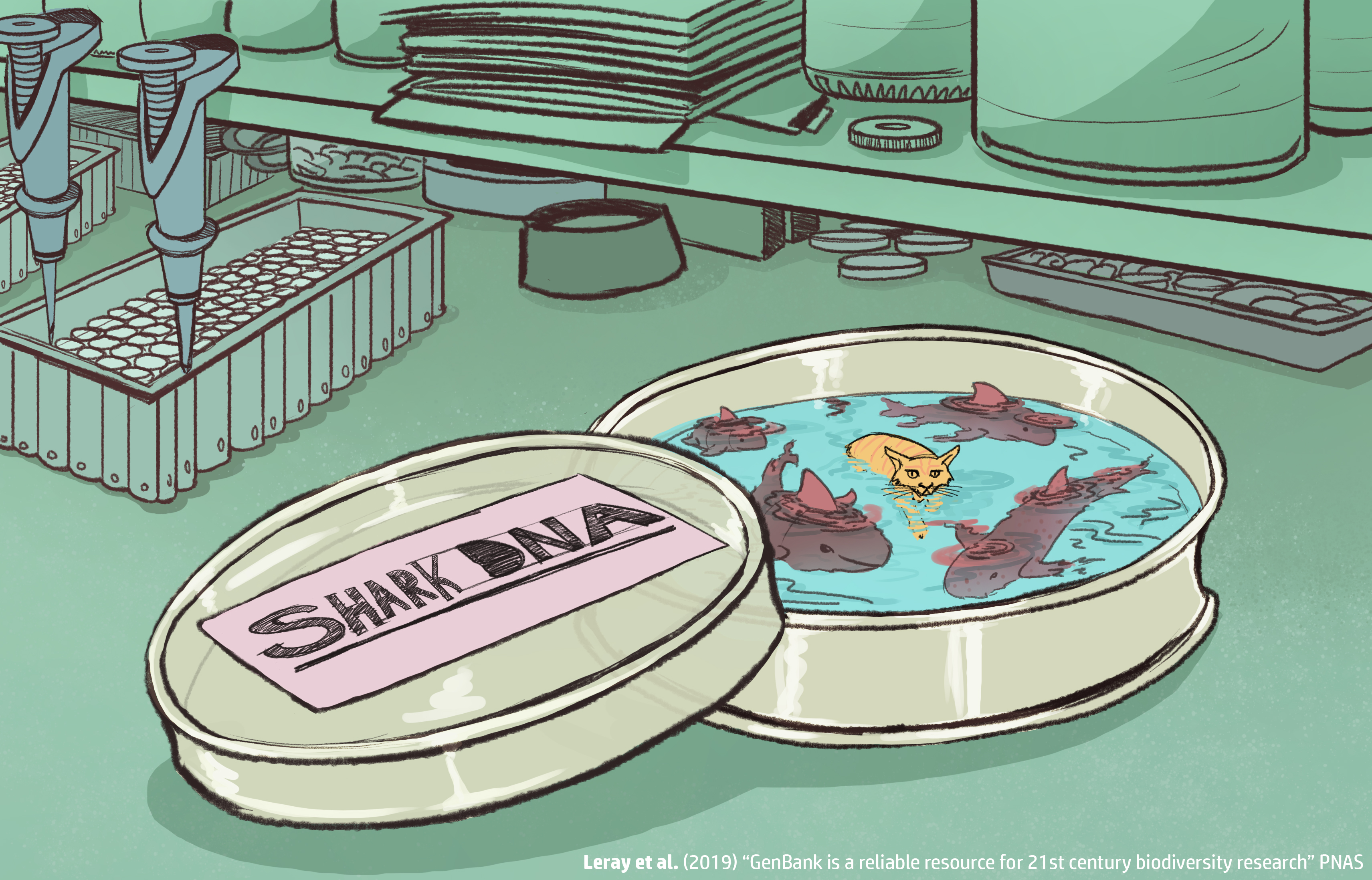 graphic of shark pool