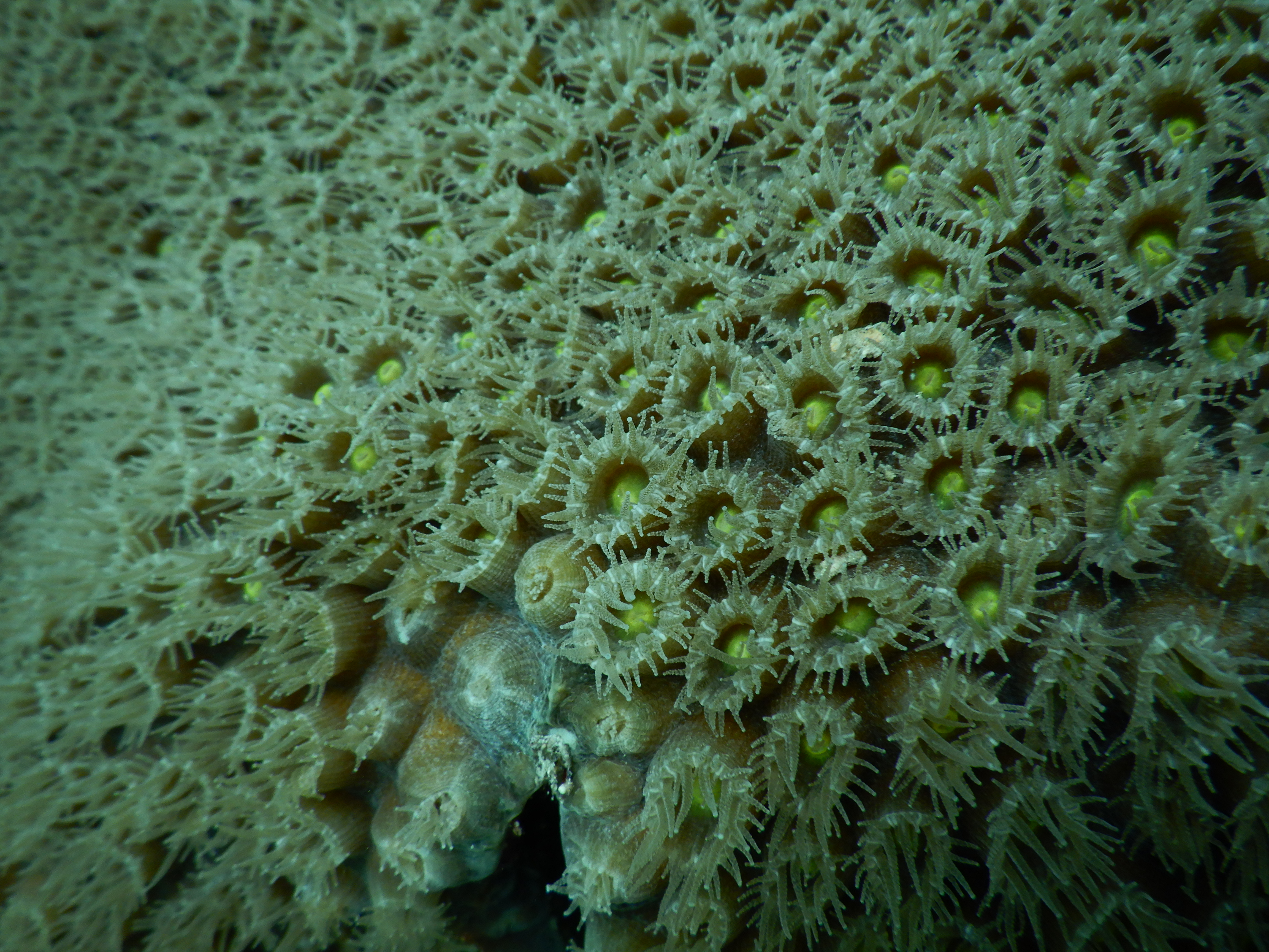 Close up of coral polyps underwater