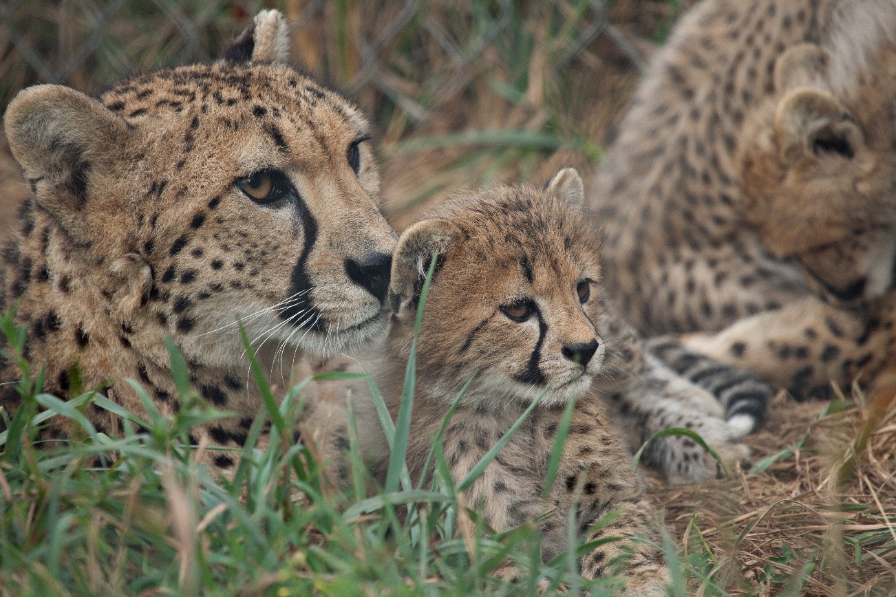 Amani (left) at the Smithsonian Conservation Biology Institute with cub 2011