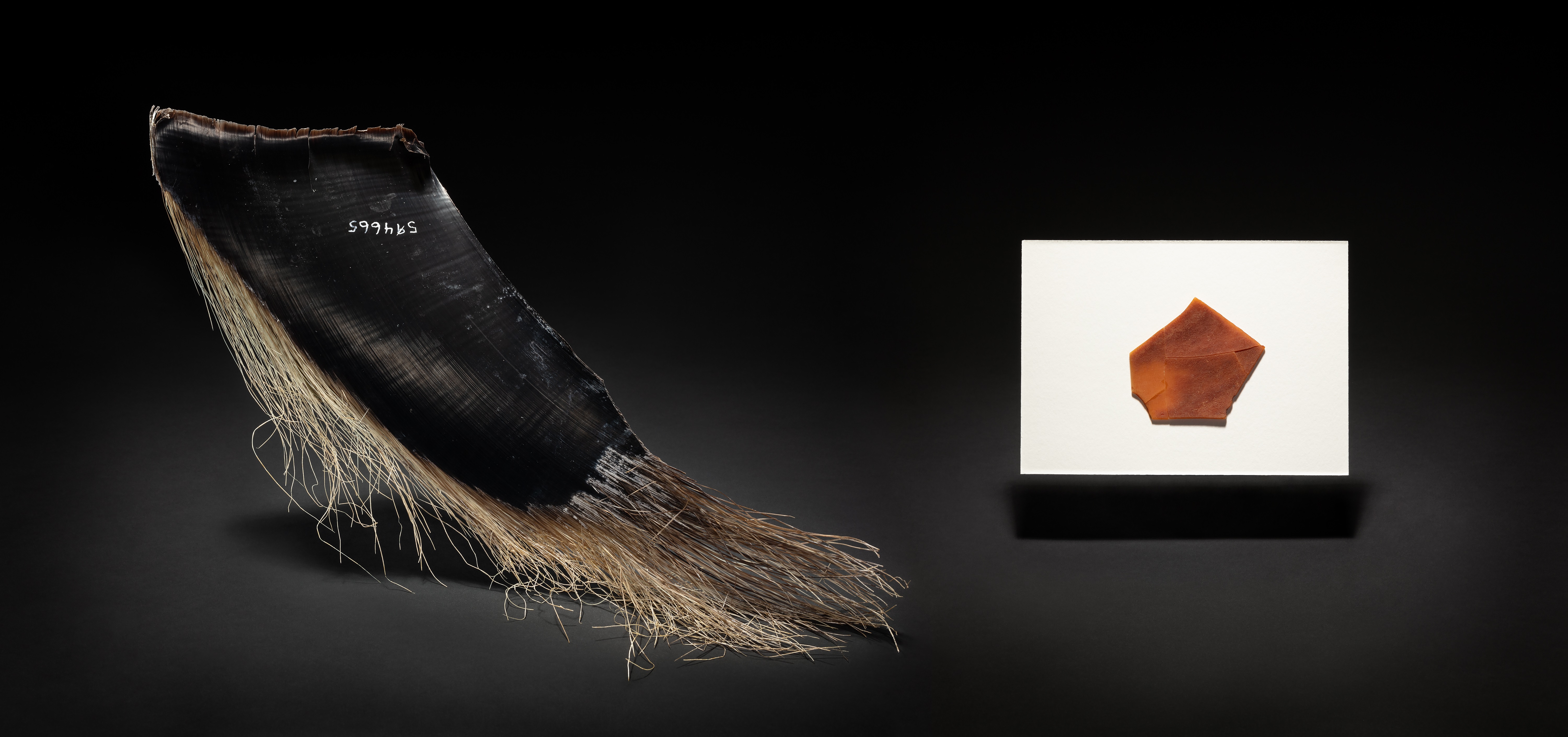 An organic, black piece of whale against a black background