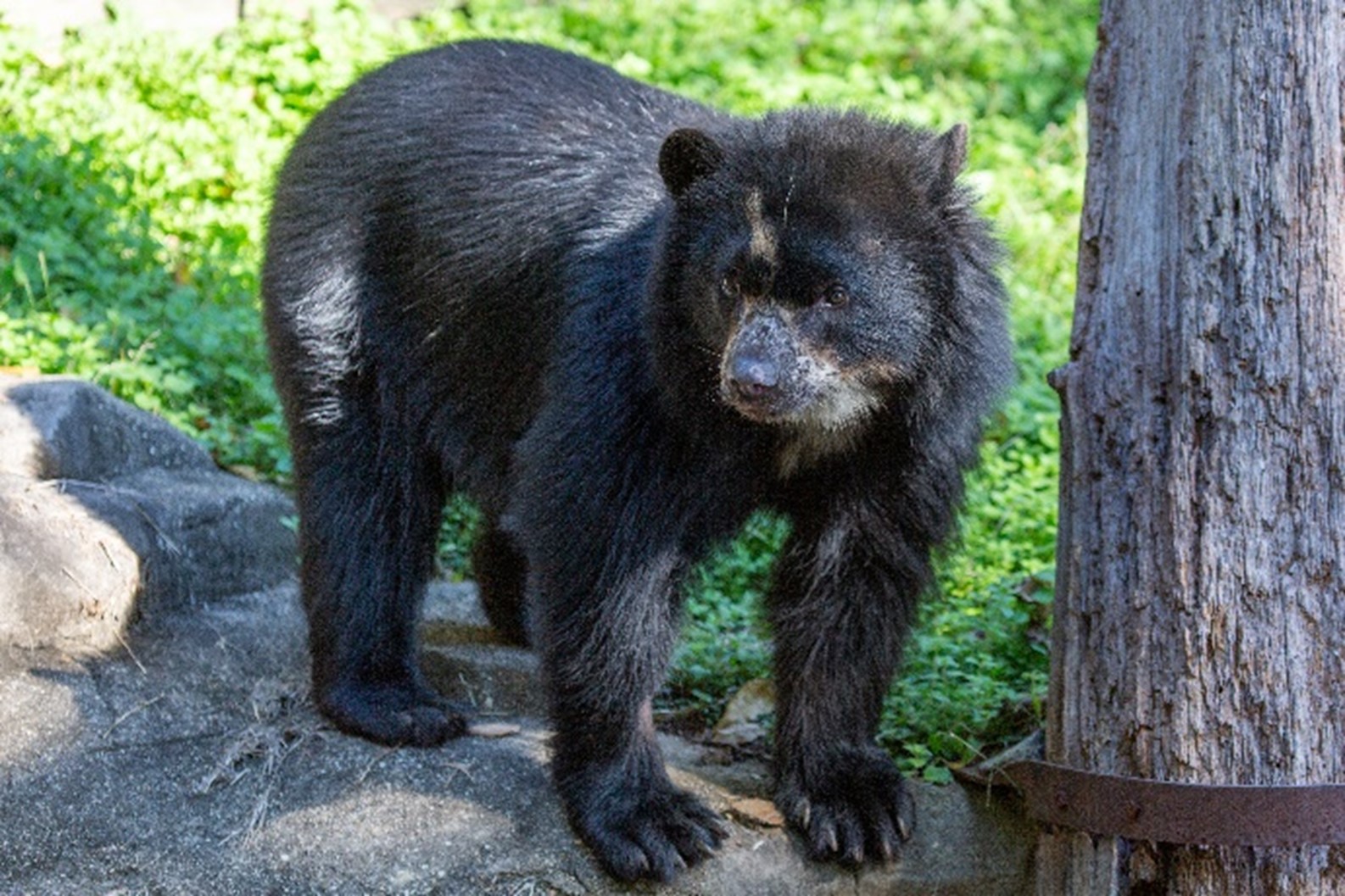 A small bear stands next to a tree