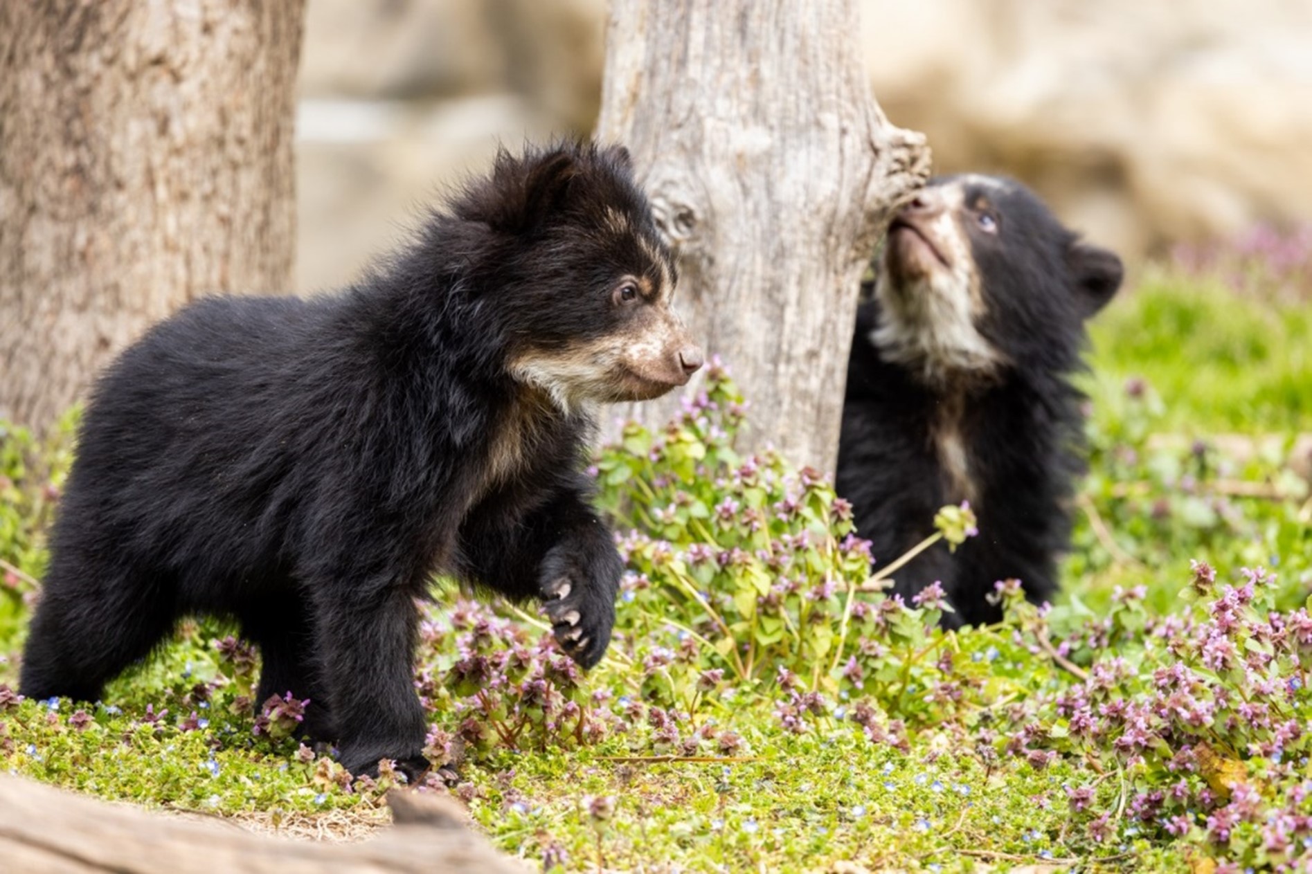 Two baby bears wander around a grassy area