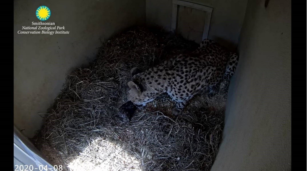Screenshot from Cheetah Cam