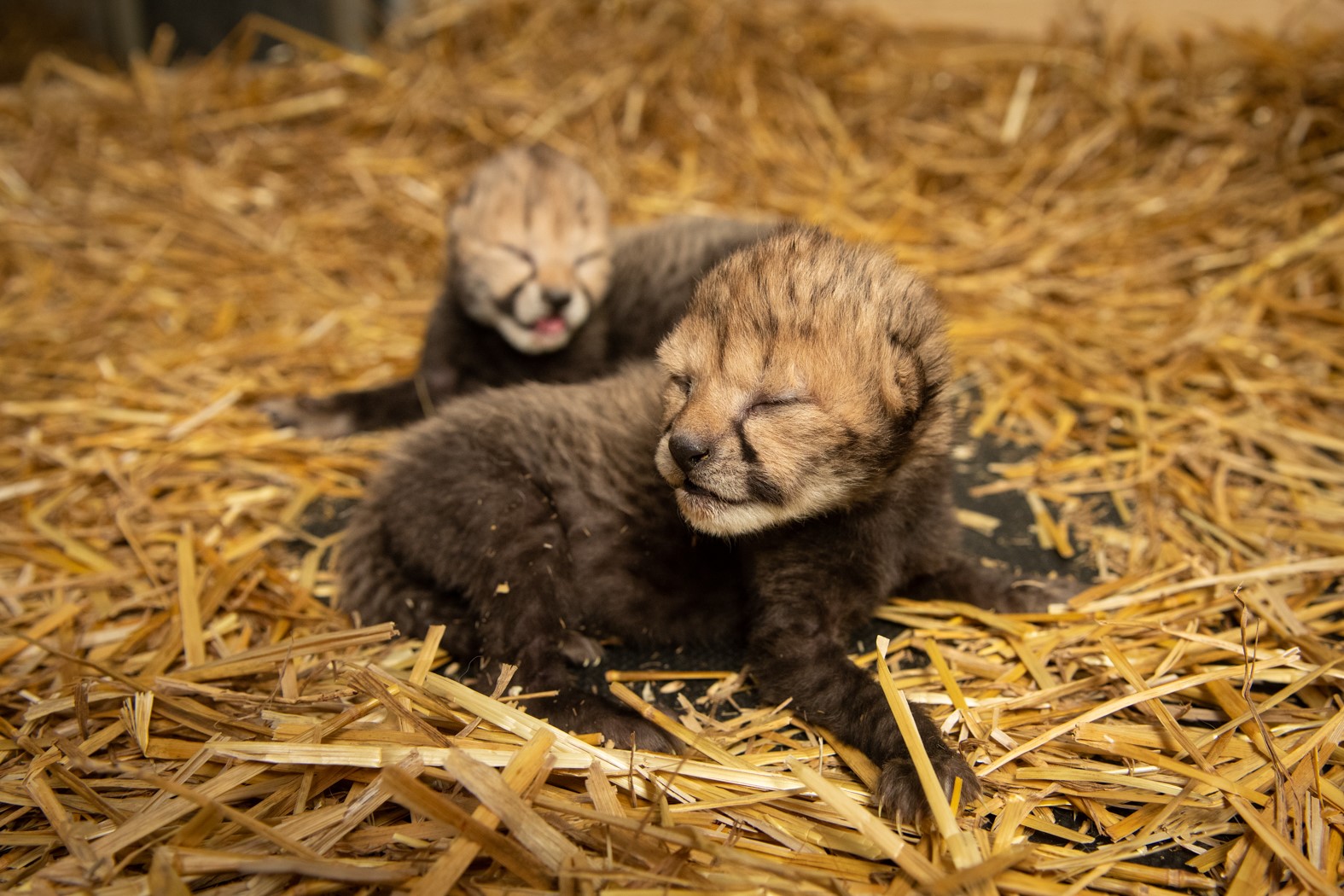 two cheetah cubs