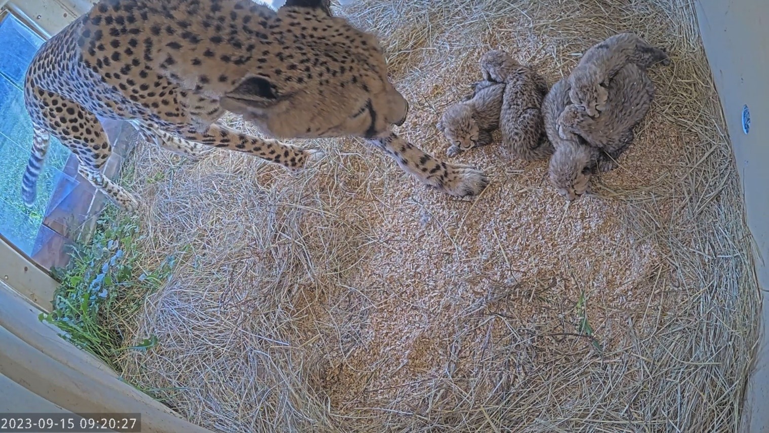 Screenshot of newborn cheetah cubs with their mother