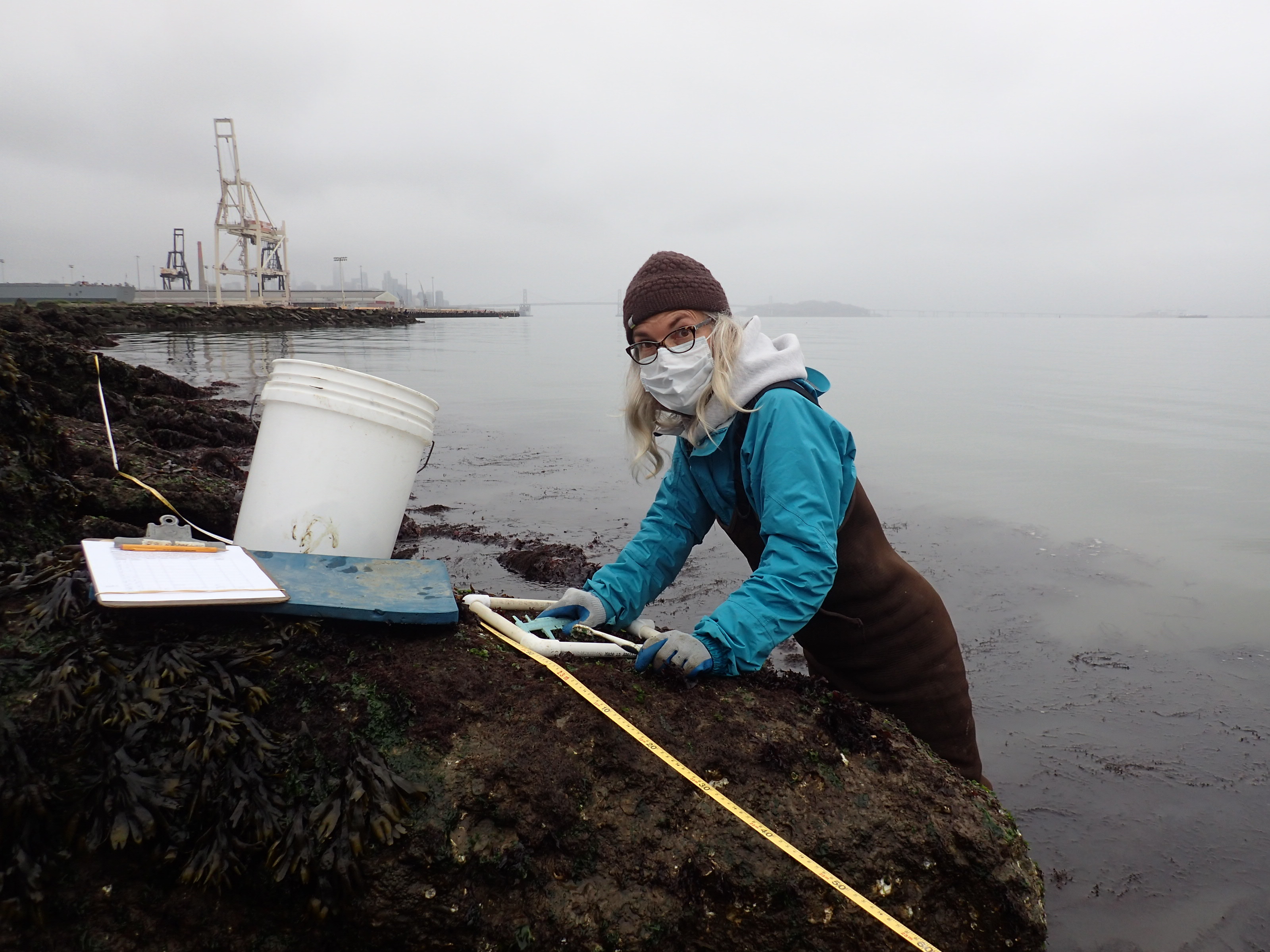 Person wearing wet gear stands in a body of water while counting oysters against a pier