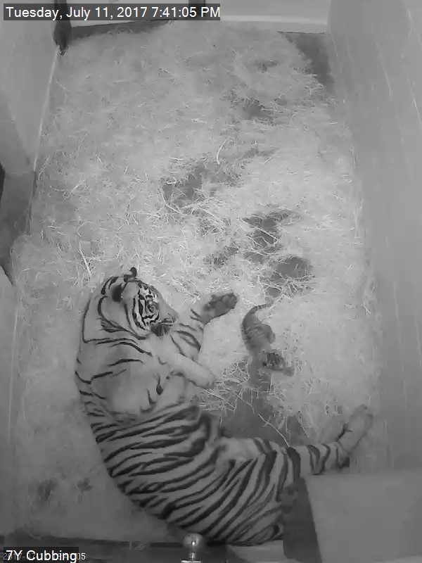 Black and white video of tiger and newborn