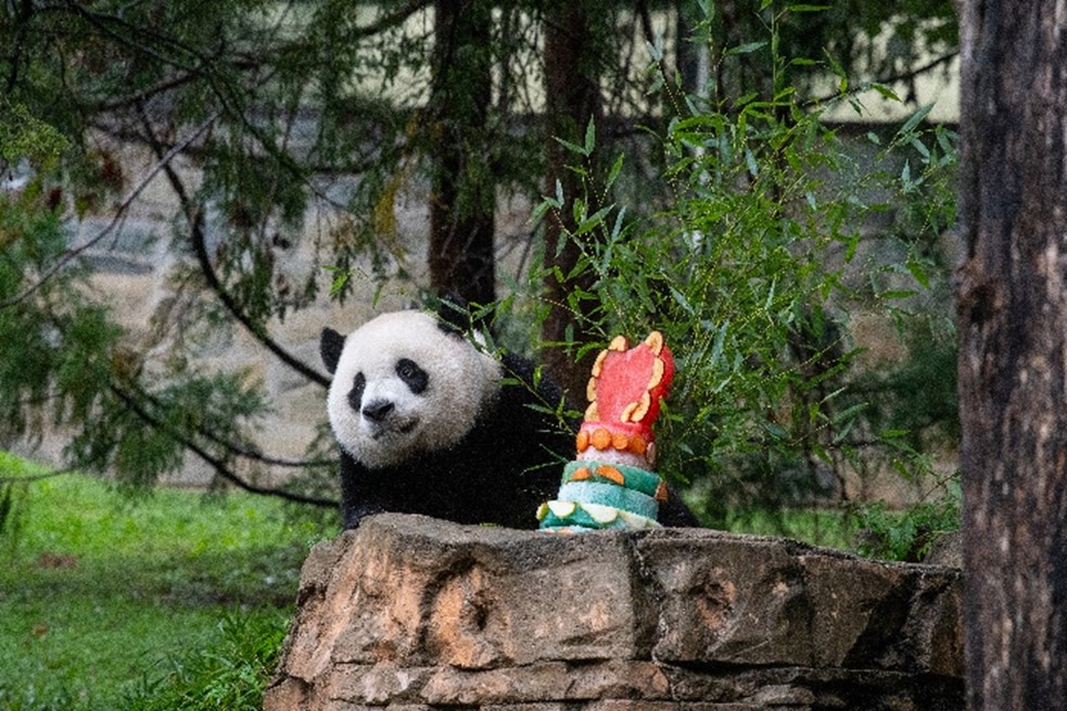 Giant panda enjoying birthday treat