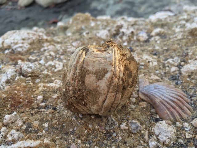Fossil