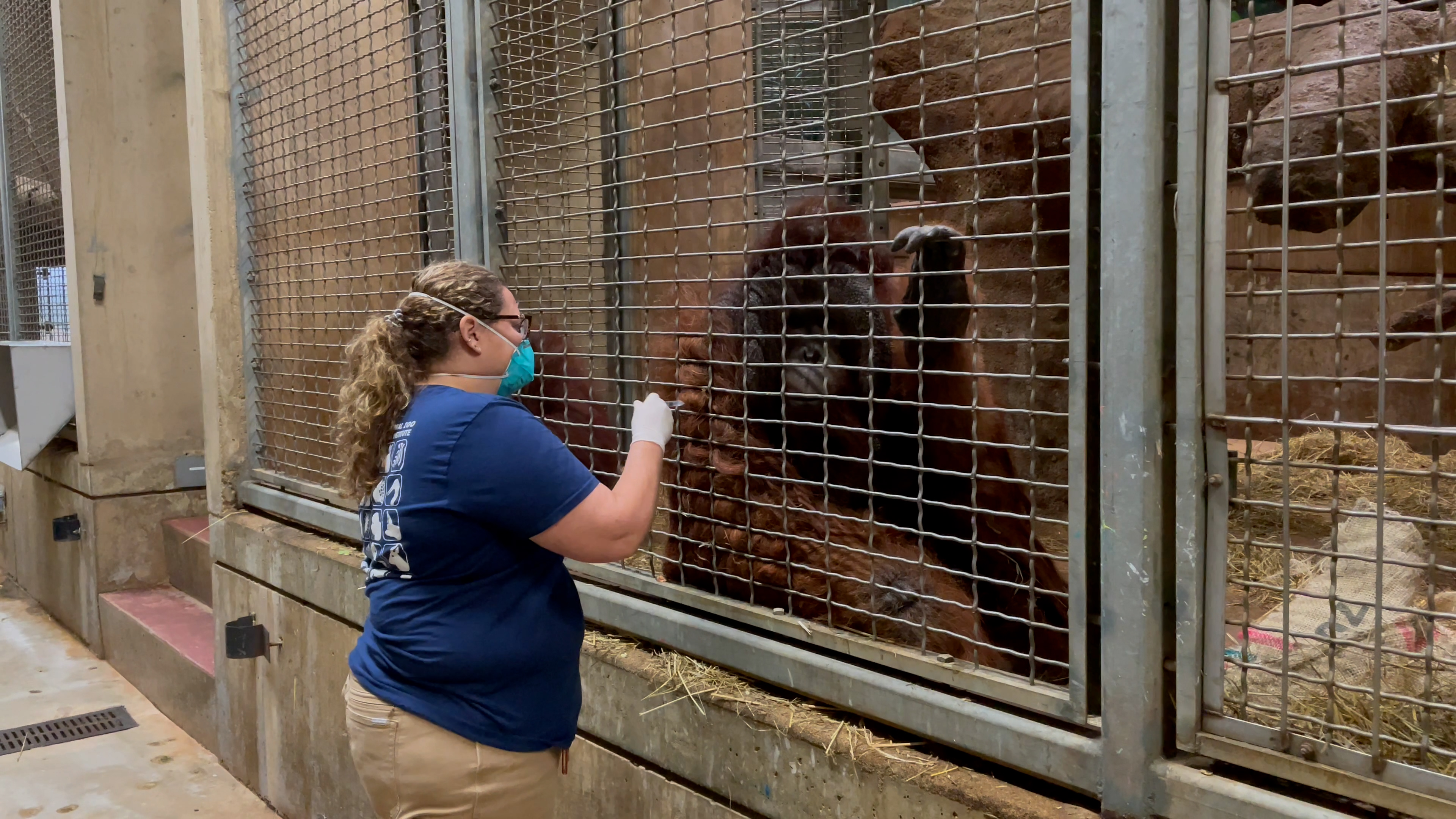 Zookeeper interacts with orangutan through cage