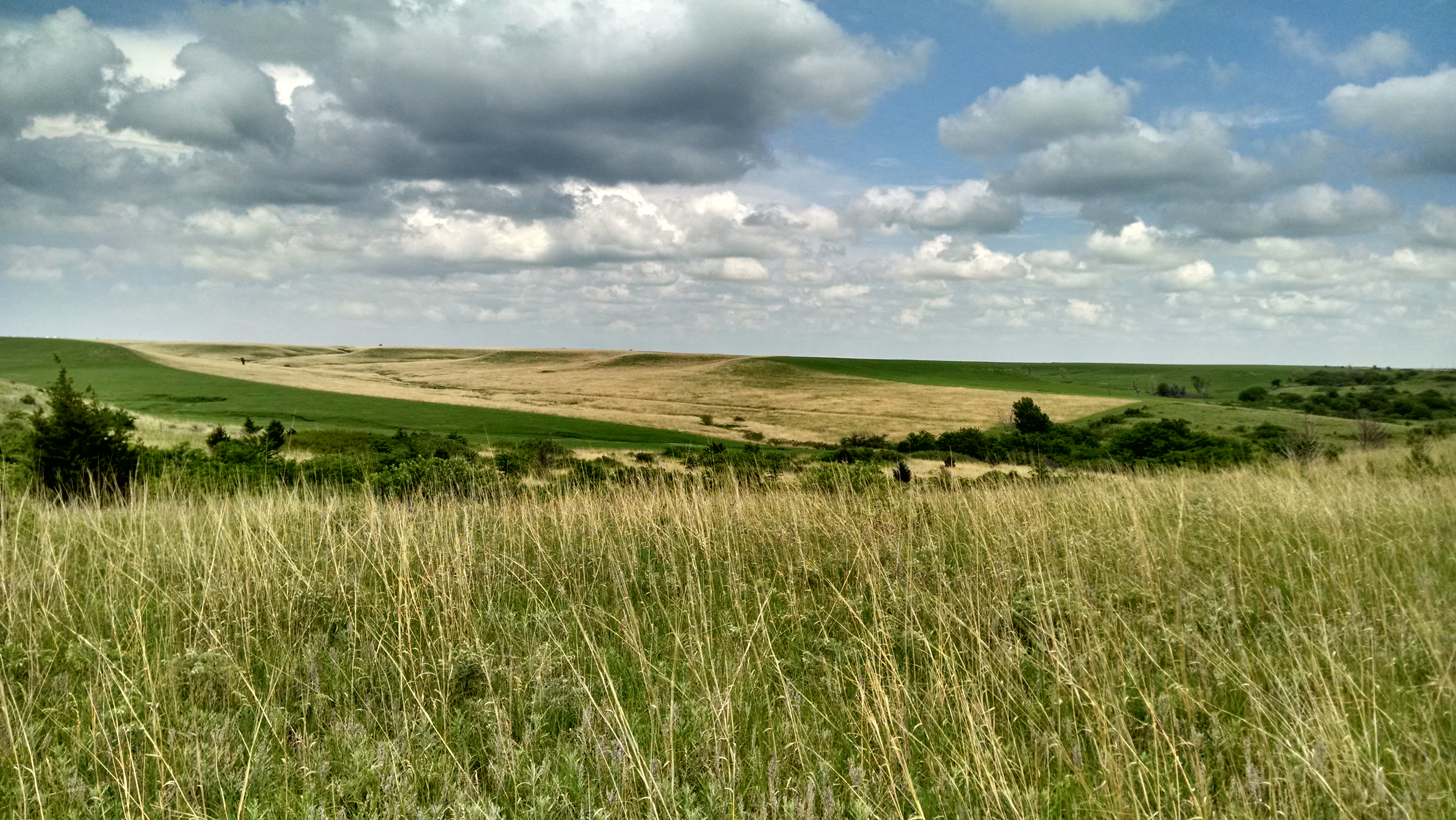 Konza Prairie Biological Station in northeast Kansas