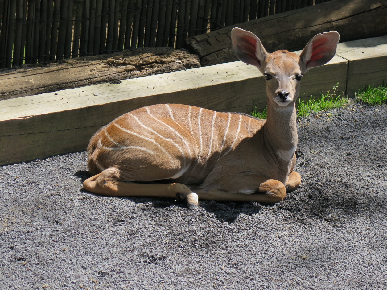 Baby kudu animal sits in its zoo enclosure