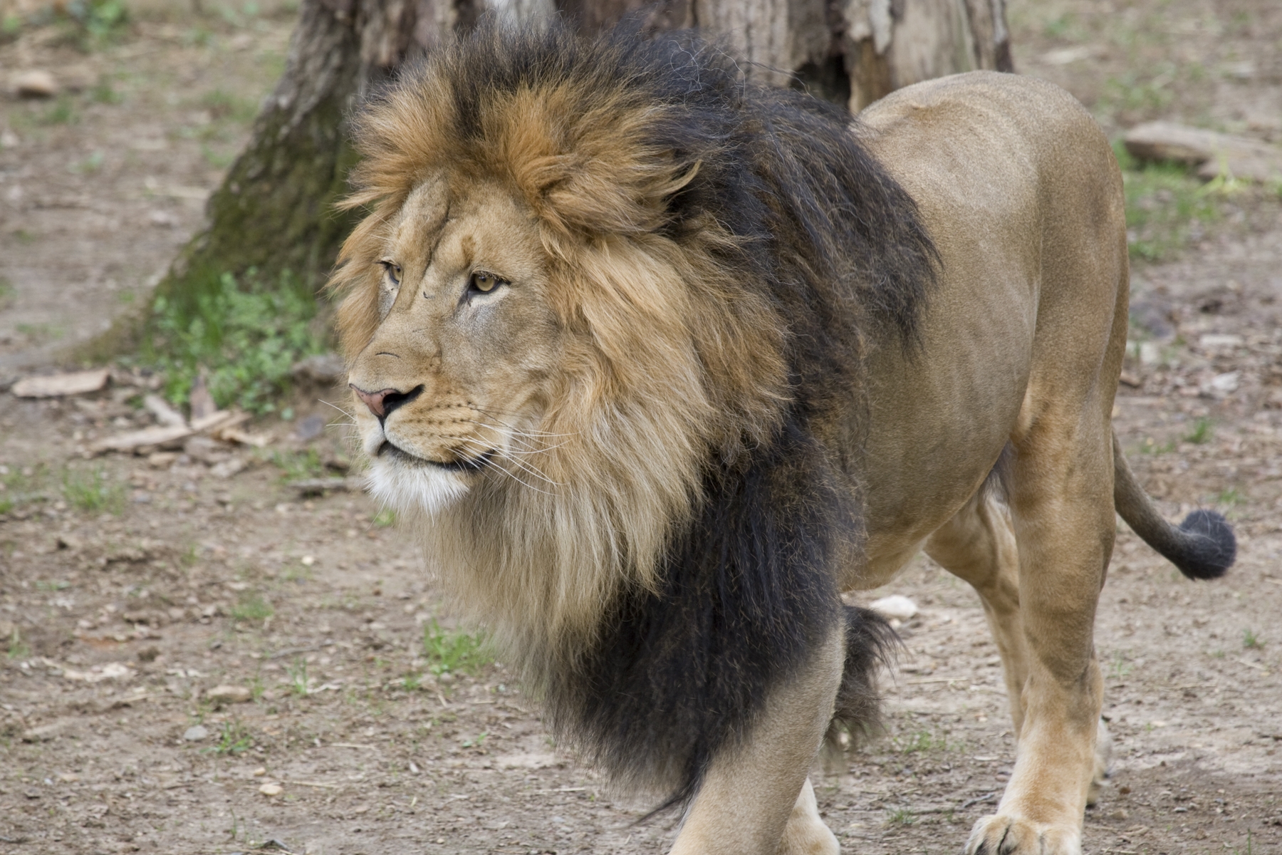 Lion