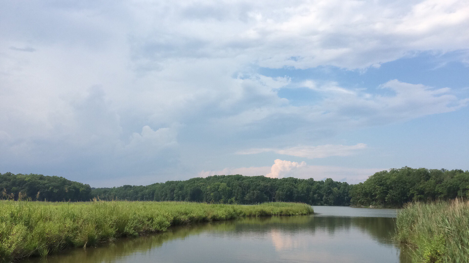Marsh showing invasive grasses