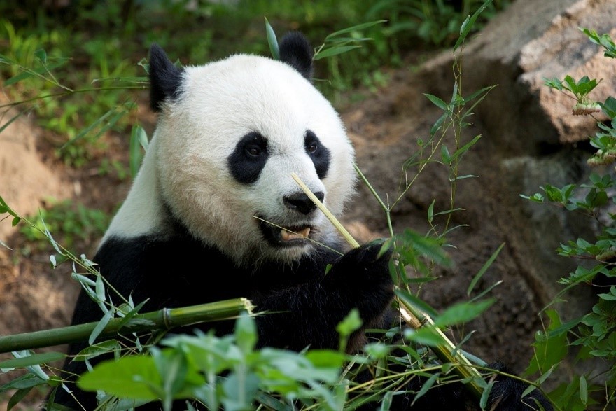 Giant panda eating bamboo