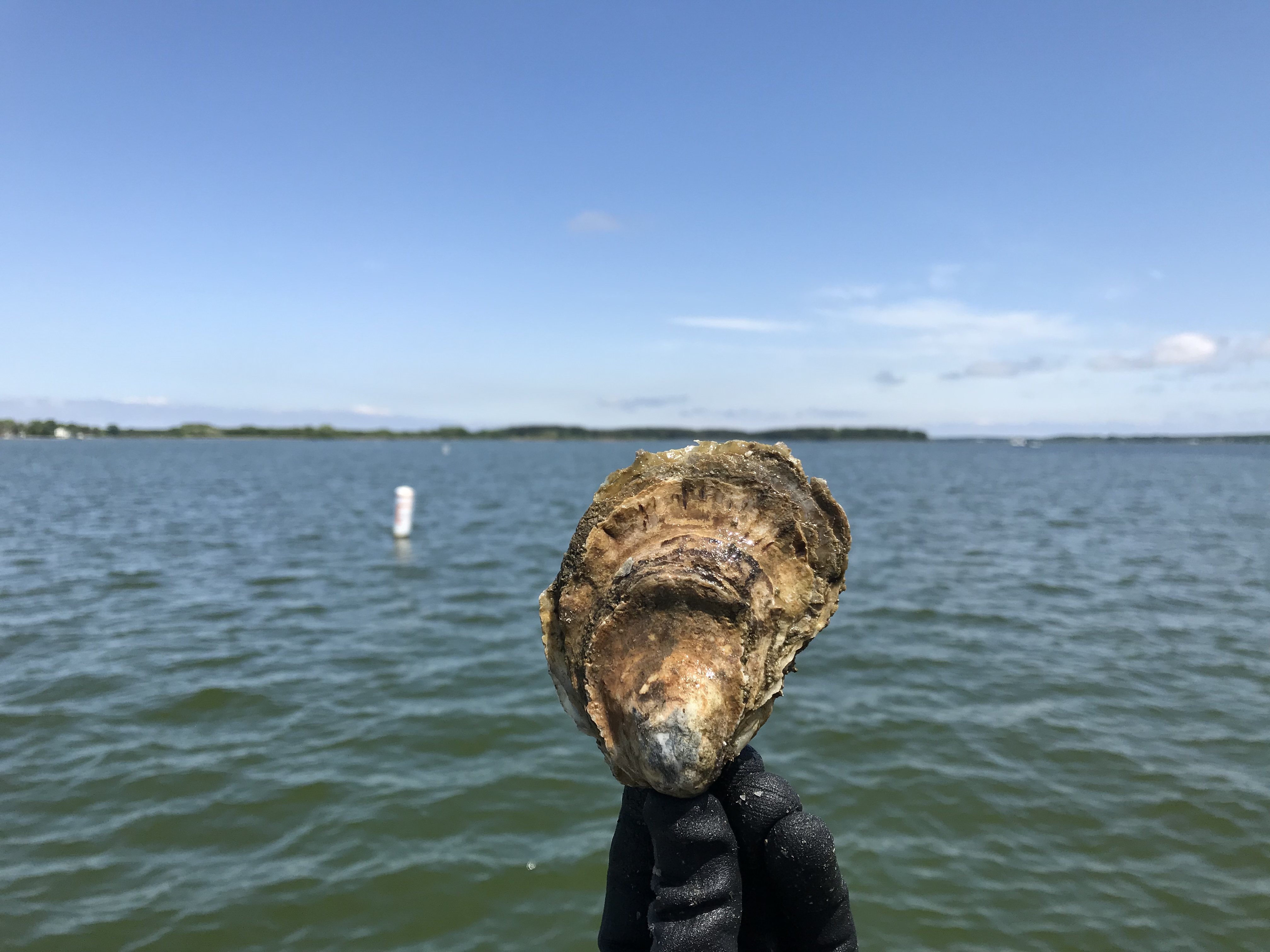 Hand holds oyster in front of body of water