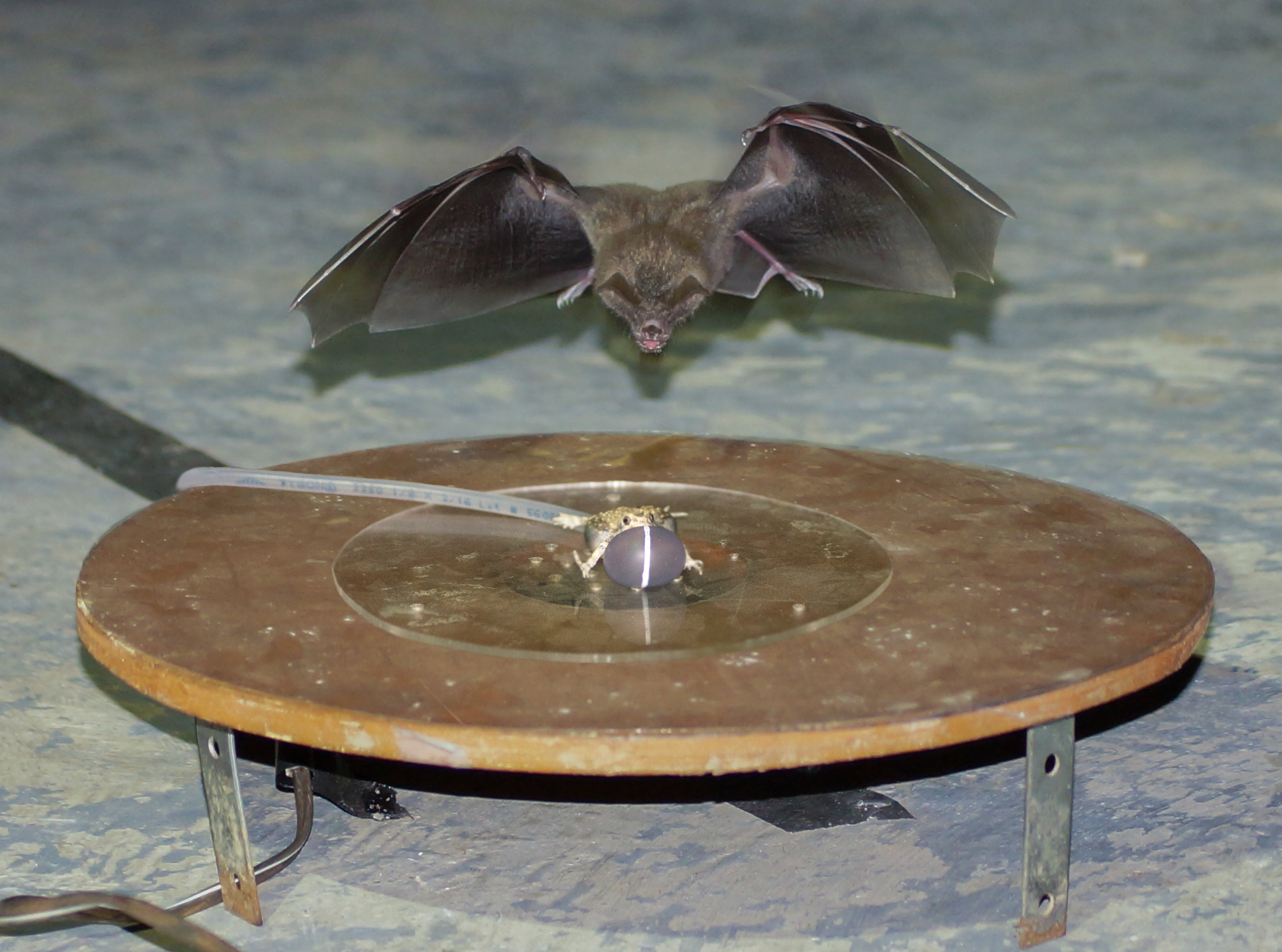Close up of bat attacking robotic frog device