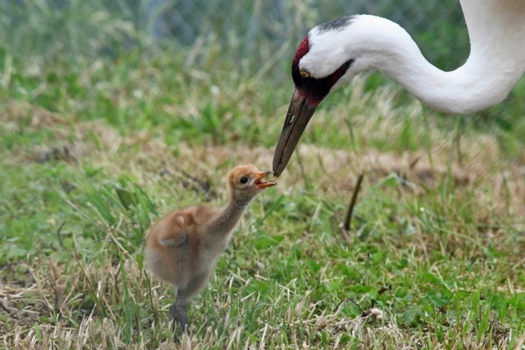 Baby crane touches beaks with adult crane