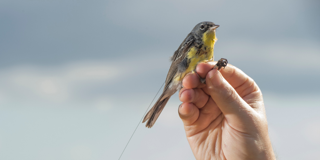 Kirtland's Warbler