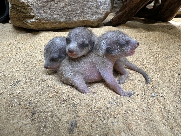 Newborn meercats