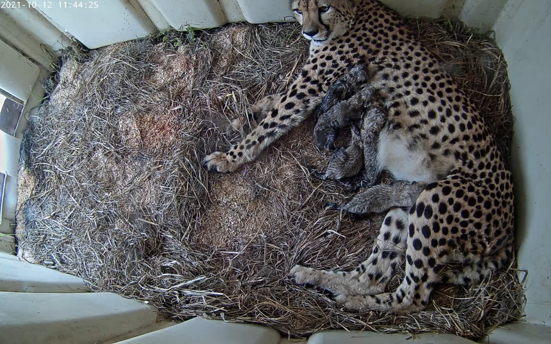 Cheetah with cub