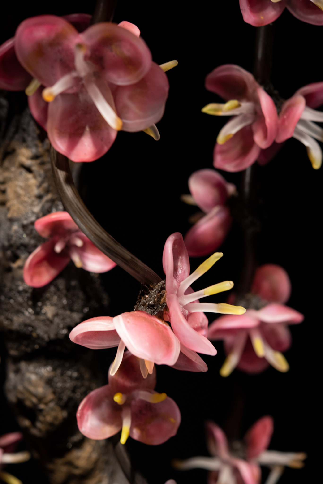 Close up of cherry blossoms