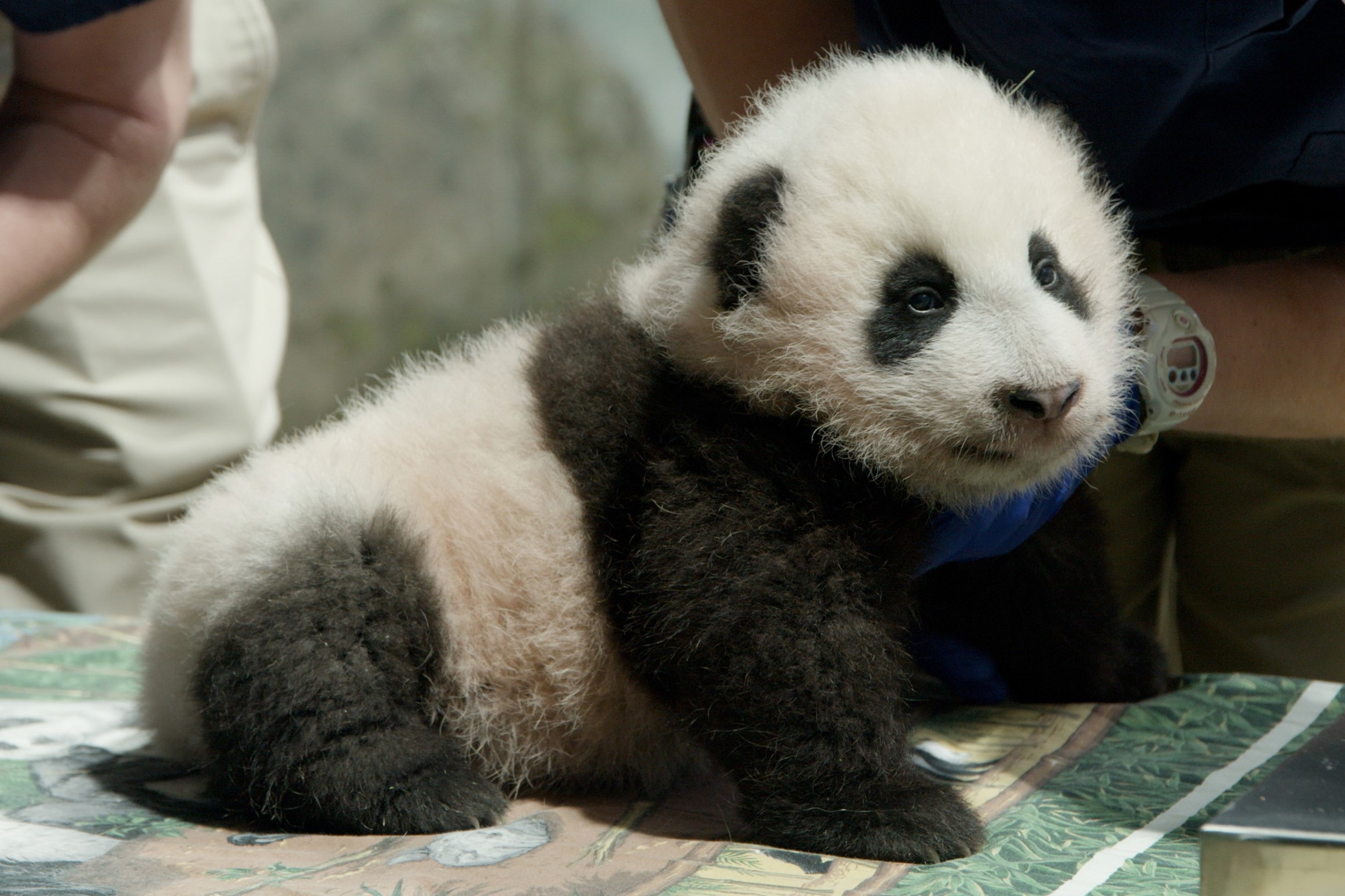 Giant panda cub Xiao Qui Ji