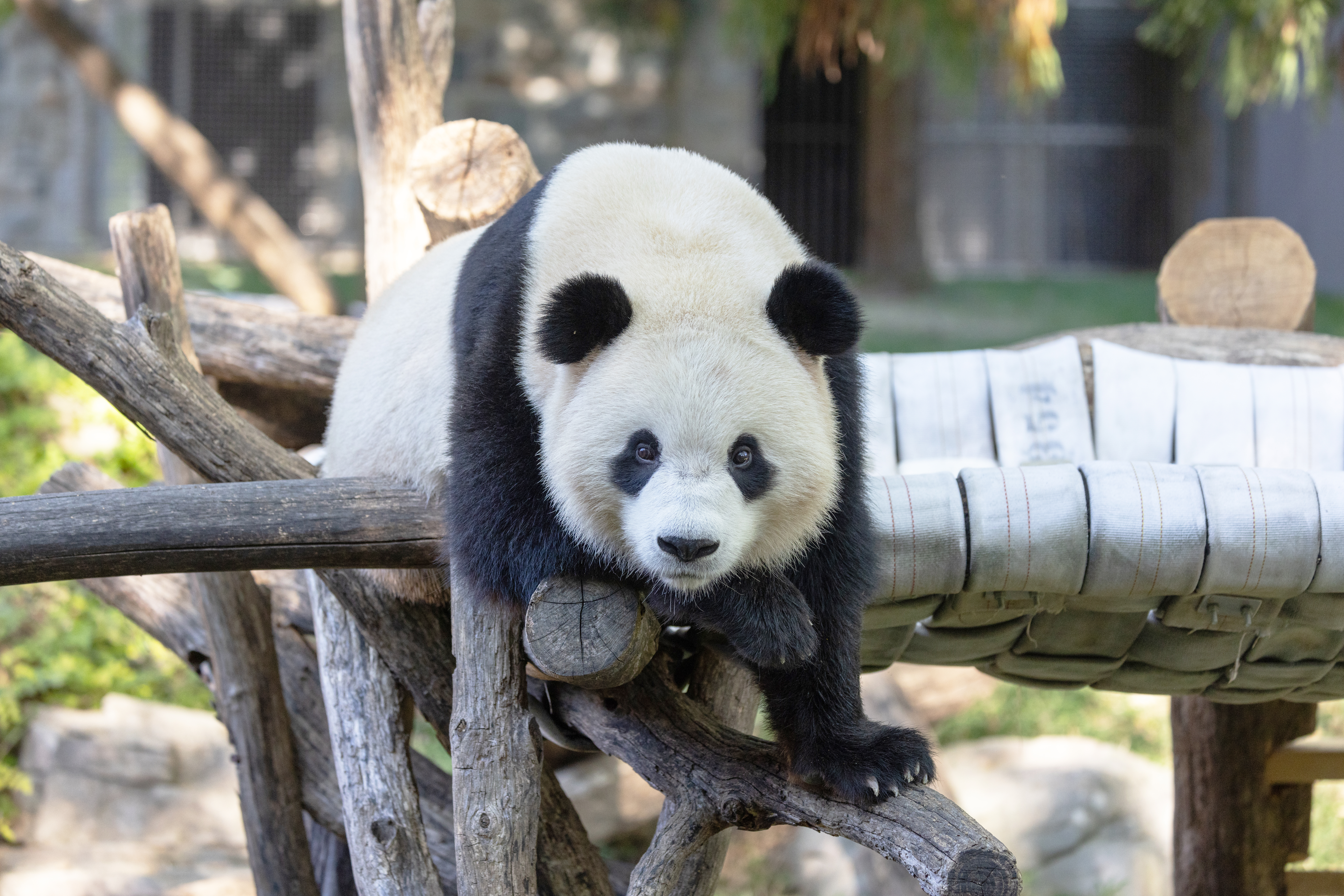 hite and black furry panda bear leans over wood beam in outdoor enclosure.