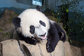image courtesy the Cheseapeake Bay Program Panda Conservation