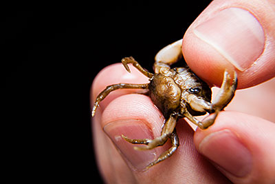 image courtesy the Cheseapeake Bay Program mud crab