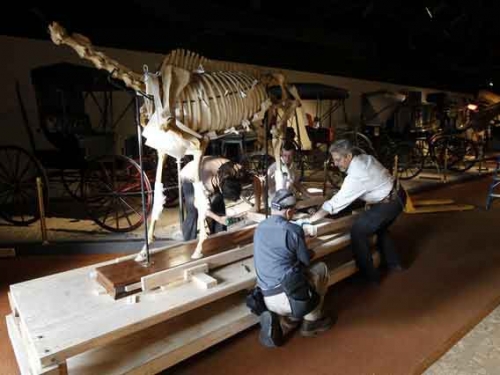 horse skeleton