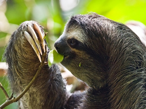 A three toed sloth eating from a tree branch.