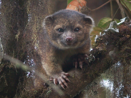 small furry mammal